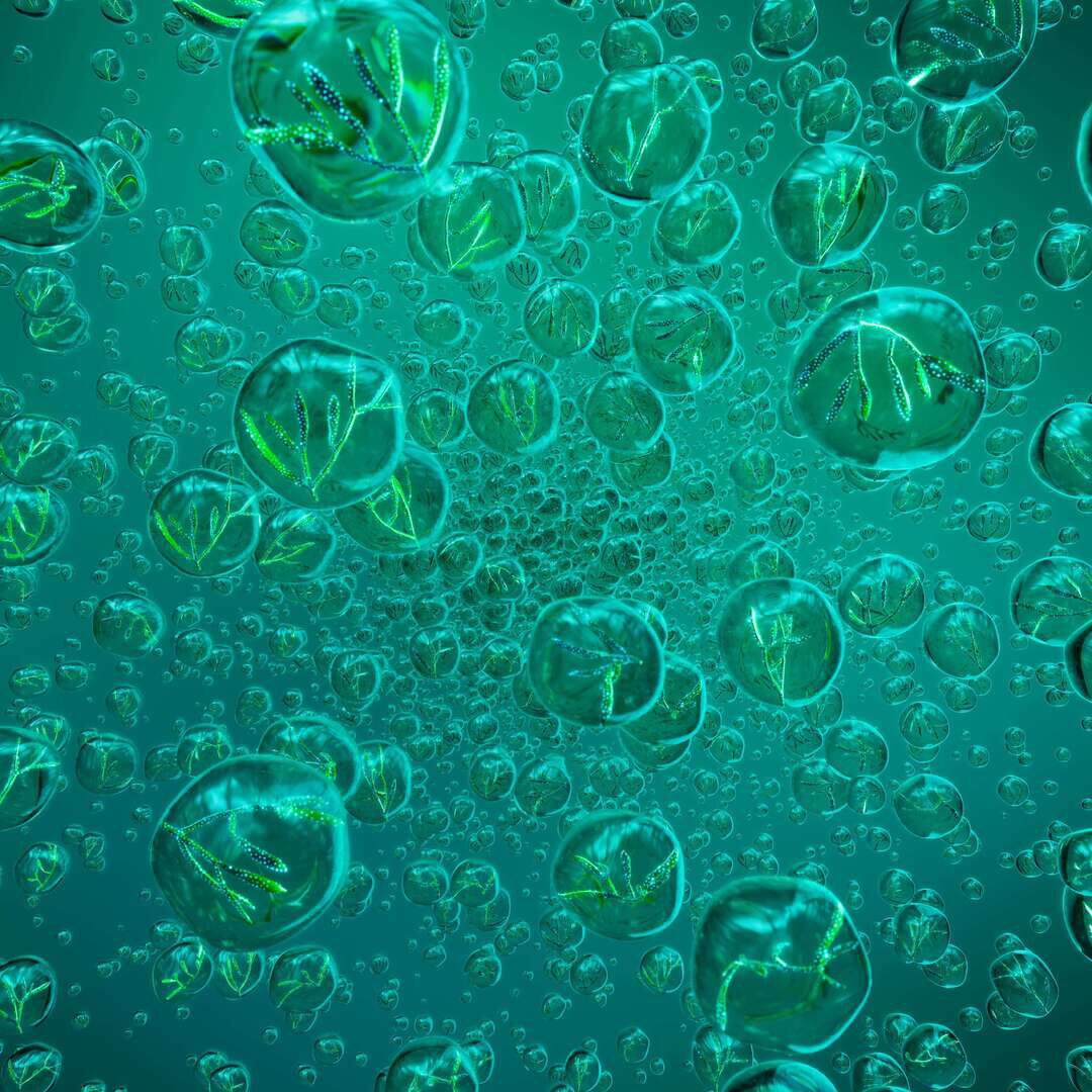 Replasty Age Recovery:  Image